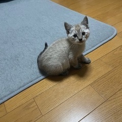 兄弟でお願いします。
