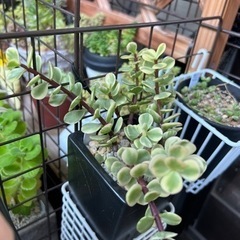 多肉植物・雅楽の舞・カット苗