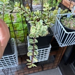 多肉植物・雅楽の舞・カット苗の画像
