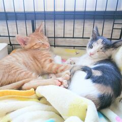 in豊明市~子猫大集合！保護猫の譲渡会2022年11月5日（土）...