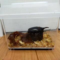 小型DHヘラクレス♂　コバエシャッターミニ付きの画像