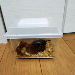 小型DHヘラクレス♂　コバエシャッターミニ付きの画像