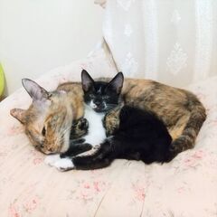 in小牧市~子猫大集合！保護猫の譲渡会2022年11月5日（土）...