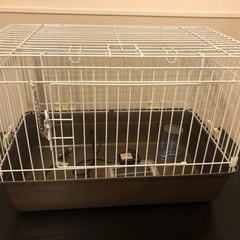 受け渡し予定者決まりました　マルカン　うさぎが上手に飼える　リビ...