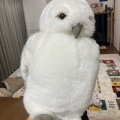 ヘドウィグ【値下げ交渉可】