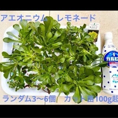 アエオニウム　レモネード　③
