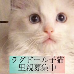 ラグドール！可愛い　　子猫　●●●本文をよくご覧下さいませ。 ●...