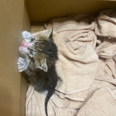 子猫
