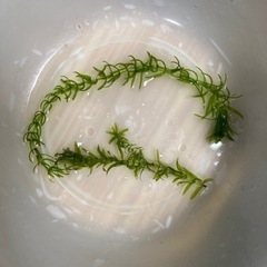 水草アナカリス