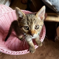 生後1.5ヶ月位のむぎわら たまごちゃん(里親様決まりました)