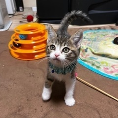 生後1.5ヶ月位のキジ白 ちくわくん(里親様決まりました！)