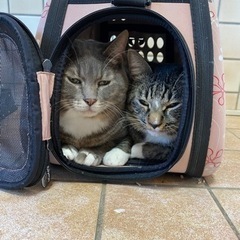 保護猫カフェスタッフ募集。経験者or獣医師資格をお持ちの方！の画像