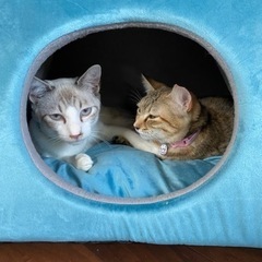 保護猫カフェスタッフ募集。経験者or獣医師資格をお持ちの方！の画像