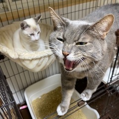 保護猫カフェスタッフ募集。経験者or獣医師資格をお持ちの方！の画像