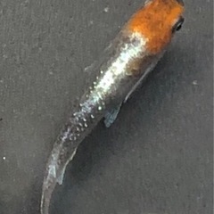 銀鱗紅玉　稚魚5匹サバンナ様より購入