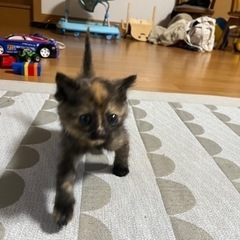 1ヶ月のメス（里親さん決まりました）
