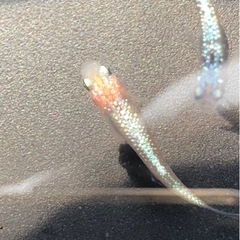 ユリ王　稚魚10匹  道三メダカ様血統　瑠璃メダカ様より購入