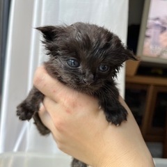 黒　1ヶ月　オス