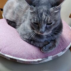 可哀想な猫ちゃんの里親募集 - 猫