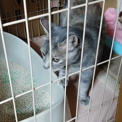 可哀想な猫ちゃんの里親募集 - 里親募集