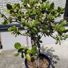 植木、植木鉢付き色々ありますの画像