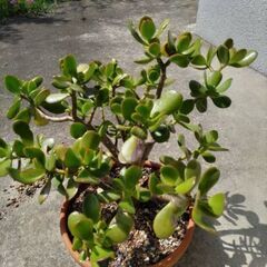 植木、植木鉢付き色々ありますの画像