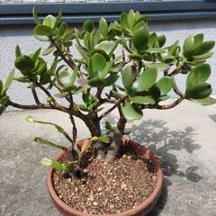 植木、植木鉢付き色々ありますの画像