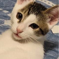 3ヶ月ぐらいの猫ちゃん🐈