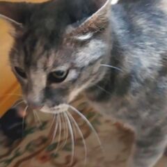 可哀想な猫ちゃんの里親募集 − 東京都
