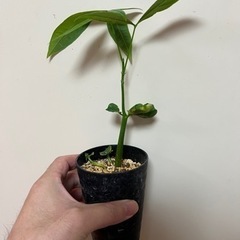 パキラ、実生、苗、 