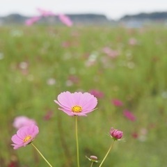 カメラ趣味友📸🙌🏻 − 石川県