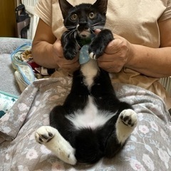 7月生まれ　大人しいツゥ君 - 猫