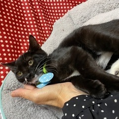 7月生まれ　大人しいツゥ君 − 神奈川県