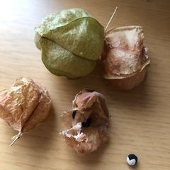 🌱緑のカーテン【フウセンカズラ】🖤模様がかわいい種の画像