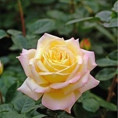 薔薇の大苗◆ピース◆バラがお好きな方へ