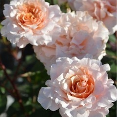 薔薇の大苗◆ベンウェザースタッフ◆バラがお好きな方へ