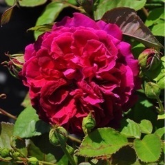 薔薇の大苗◆アルフレッドコロンブ◆難あり◆バラがお好きな方へ