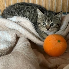 キジトラメス