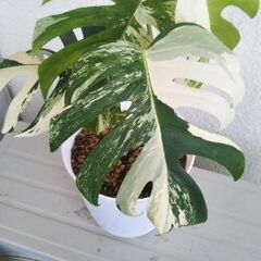 モンステラボルシギアナホワイトタイガー