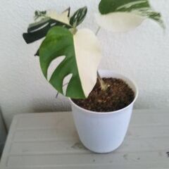 モンステラボルシギアナホワイトタイガー?2