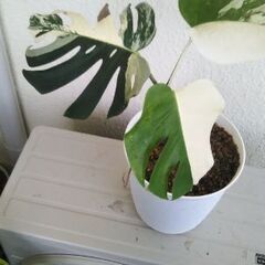 み*。様 【②育てやすさ◎クール美✨】モンステラ　ボルシギアナ　ホワイトタイガー モンステラボルシギアナホワイトタイガー?2