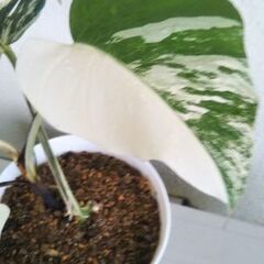 モンステラボルシギアナホワイトタイガー?2