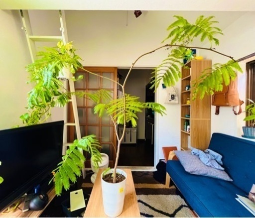 超大型 観葉植物　エバーフレッシュ　値下げ交渉可