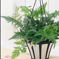 シダ植物根っこ付き　5株まとめての画像
