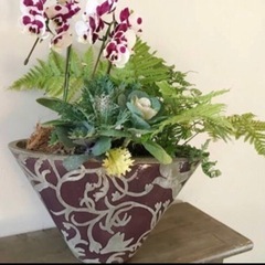 シダ植物根っこ付き　5株まとめての画像