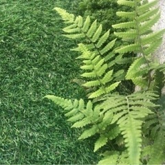 シダ植物根っこ付き　5株まとめての画像