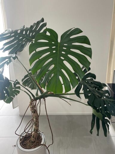 お買い得　モンステラ・デリシオーサ  定価20000円→5000円