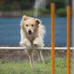 愛犬と一緒に遊ぼう！　チャリティーイベント開催！