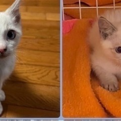 里親様みんな決まりました。