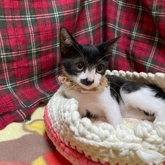 7月生まれ　性格◎チコちゃん